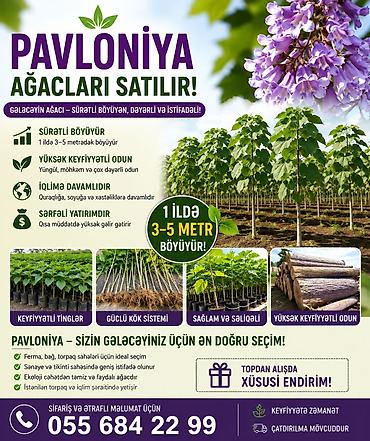 beryoza ağacı azerbaycan dilinde: Pavloniya ağacları və toxumlari satılır Dünyanın ən tez böyüyən — 1