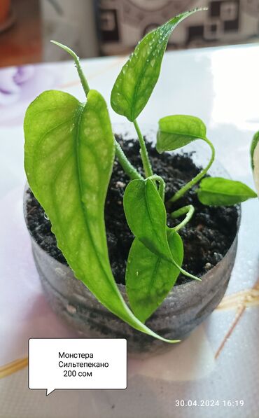 Другие комнатные растения: Продаю Герань или пеларгония сингониум аглаонема бальзамин