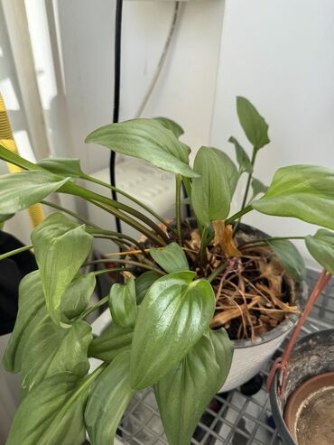 Otaq bitkiləri: Güllər satılır dibçəkdə, hamısını götürənə endirim. Birinə aiddir — 11