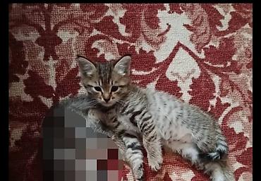 Продажа кошек: Котенок- полосатик, домашний. Милый малыш с классическим тигровым — 1