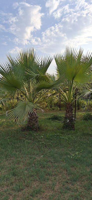 продать ковер бу: Washingtonia robusta (Meksika xurma palmisi) – açıq havada əkiləcək — 1