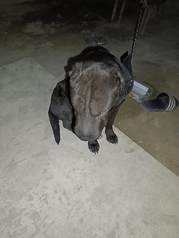 qafqaz afcarkasi satilir: Cane Corso tecili satilmalidir geceyne. gozunde prablem var 130azn — 1