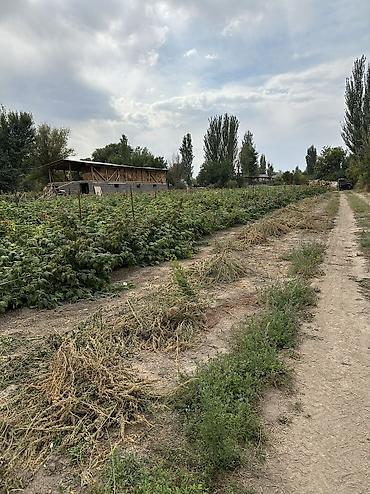 Аренда участков: 12 соток, Для сельского хозяйства, Красная книга — 9