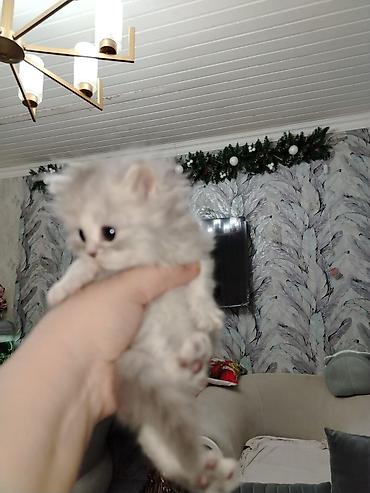 Pişiklər: Şotland — 5