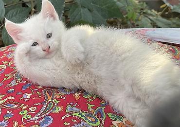 таксы даром: Отдам белого котенка, девочка район Кок жар кольцевая — 2