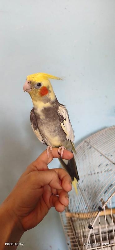 корелла: Korella 1 illikdi dislemir temiz əl qusudu erkekdi poli şakşuk deyir — 2