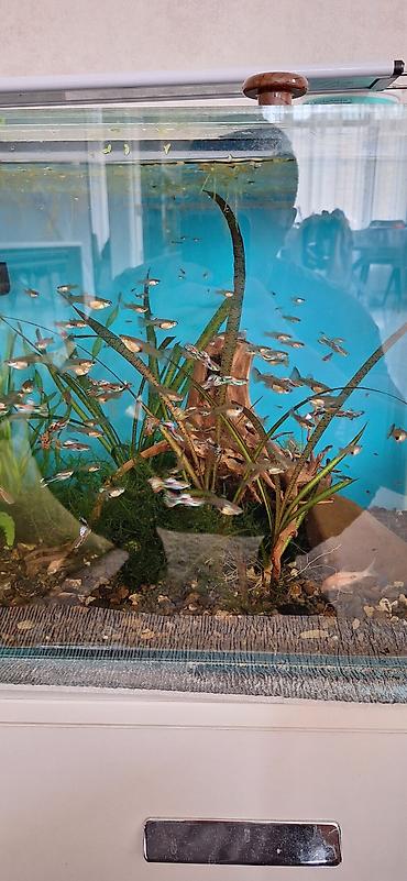 akvarium balıqları: Quppi, Sülhsevər, Ünvandan götürmə — 2