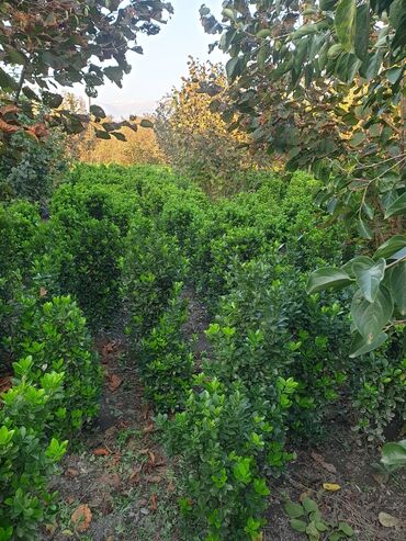 Çöl bitkiləri: Hedc üçün həmişəyaşıl dekorativ kollar boyu 100 və cm120 3azn — 6