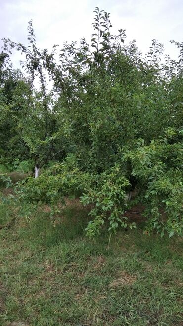 Ağaclar: Məhsul: Meyvə ağacları (gilas və şaftalı/nektarin bağ sahəsi) Xaçmaz — 10