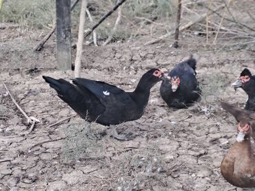 Digər quşlar: Salam.Lal ördəklər satılır bütün cinslərdən var .Fərələrin çoxu — 8