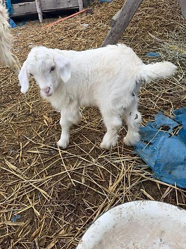 Козы, козлы: Продаю | Козлёнок | Зааненская | Для разведения at lalafo.kg — 13 Козы, козлы: Продаю | Козлёнок | Зааненская | Для разведения — 13