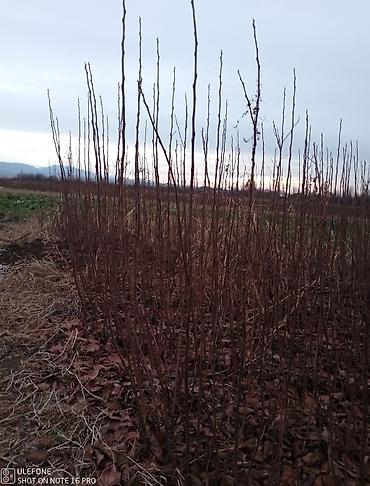 Tinglər: Xurma ağacları satışdadır zəmanətli verilir ağaclar çatdirilma pulsuz — 11
