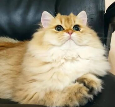 белый кошка: Бомбейская, 2 года, Девочка, Рыжий, Проглистована