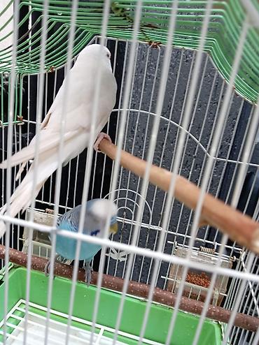 bulbul quşu satışı: Tutuquşu dəsti satılır Qəfəslə birlikdə üstündə Yemi 1 banka,Mil — 2