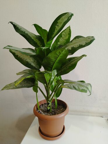 otaq yoldawi: Aglaonema 25 azn
uzunlugu 72 sm