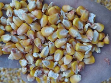 домик для животных: ПРОДАЮ Кукурузное зерно 20СОМ