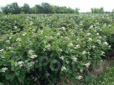 Ежевика: Ежевика Оптом, Бесплатная доставка, Самовывоз — 5