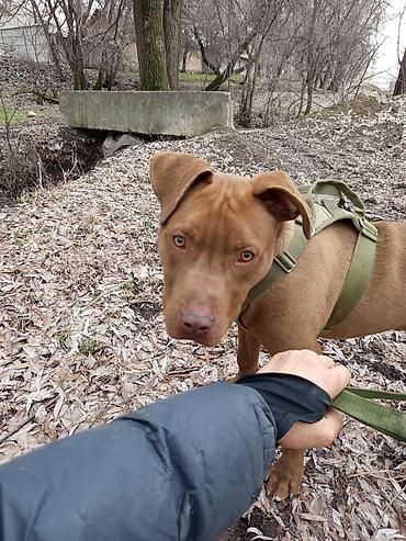 Зоотовары: Продаю в добрые руки — 9