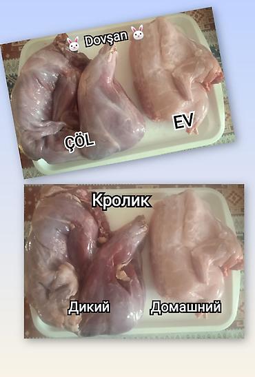 qus bazari: Çöl Dovşanı Əti 1 kq = 20 ₼. Ev Dovşanı 1 kq = 18 ₼. Sifarişlə — 3