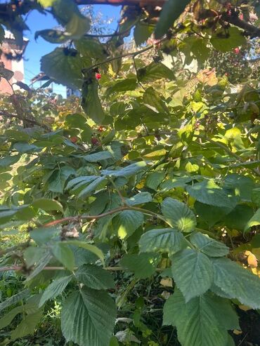 Продажа домов: Дом, 100 м², 4 комнаты, Собственник, Старый ремонт — 15