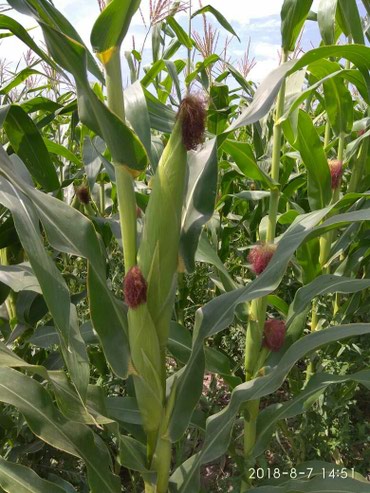 Семена и саженцы: Кукуруза,Ала-тоо". (Кыргызстан) Гибрид Ф1 .Гибрид созданный по