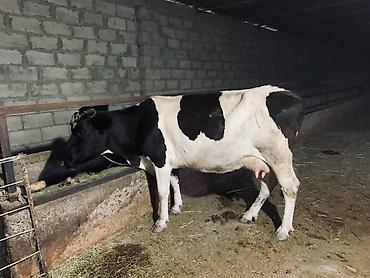Продам с/х животных: Продаю | Корова (самка) | Голштин | Для разведения | Привязанные — 2