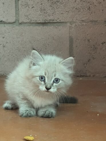 невская маскарадная кошка: 1 месяц, Девочка