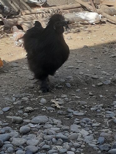 pişik qara: Tünd Qara ponpon xoruz 7 aylıqdı təzə ayılıb aktivdi mayalayır əti
