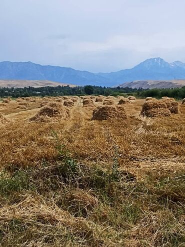 продам рассаду помидор: Буудай Урук сатылат.джерси ж.а бограт уруктары.быйылкы тушуму