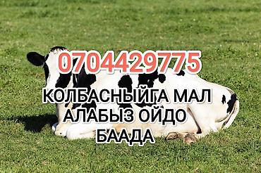 собаки токмок: Колбаса цехи, Жеке жак : Уйлар, букалар, Жылкылар, аттар, | Бардык шартта, Союлган, Союуга, этке — 1