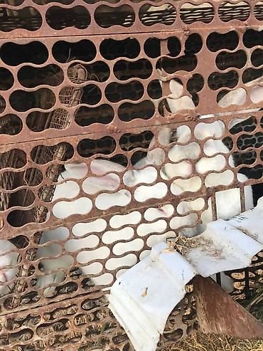 Кролики: Продаю | Кролик самец | Белый великан | Для разведения | Племенные — 4