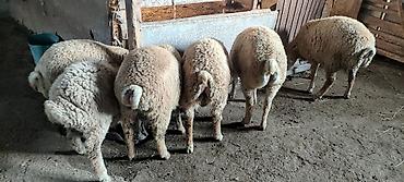 balalı qoyunlar: Qurbanlıq quzular diri çekisi 28-30 kq Qiymətlər : 300-350 AZN — 5