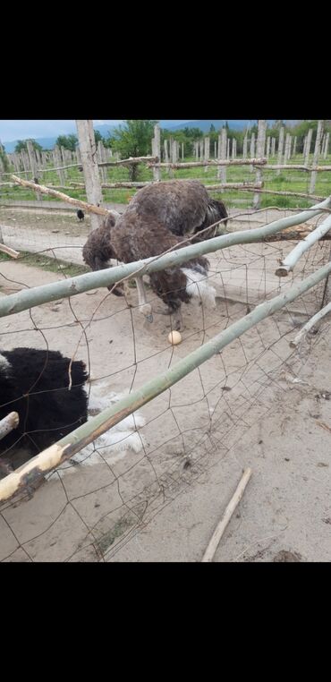 продажа кур несушек: Продаю африканский страус возраст от 7лет и выше до 8 лет продаю