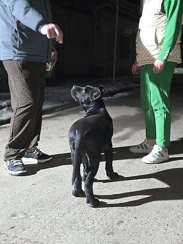 Продажа собак: Кане-корсо, 3 месяца, Самец, С прививкой at lalafo.kg — 5 Продажа собак: Кане-корсо, 3 месяца, Самец, С прививкой — 5