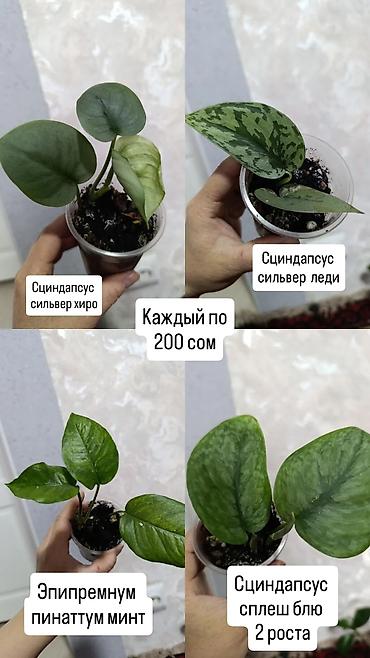 Сингониумы: Распродажа сортовых и редких комнатных растений, цены и названия — 3