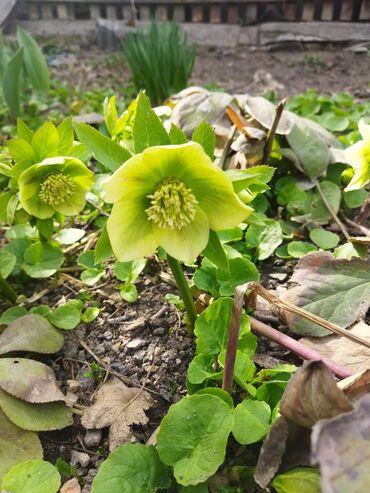 Садовые цветы и кустарники: Саженцы цветка — 2