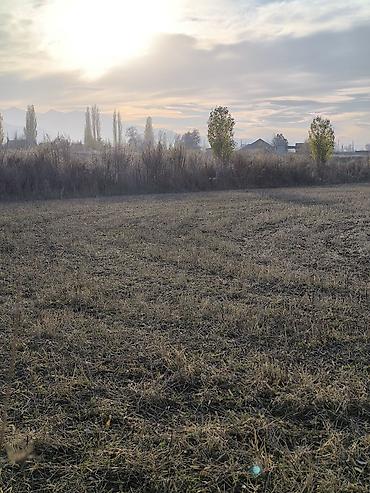 обмен на арашан: 100 соток, Для сельского хозяйства, Договор купли-продажи — 7