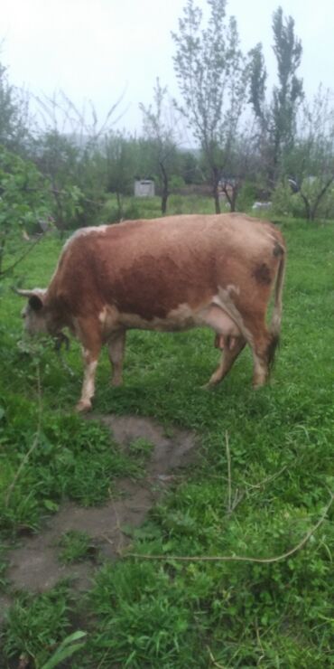 Животные: Продаю | Корова (самка) | Для молока