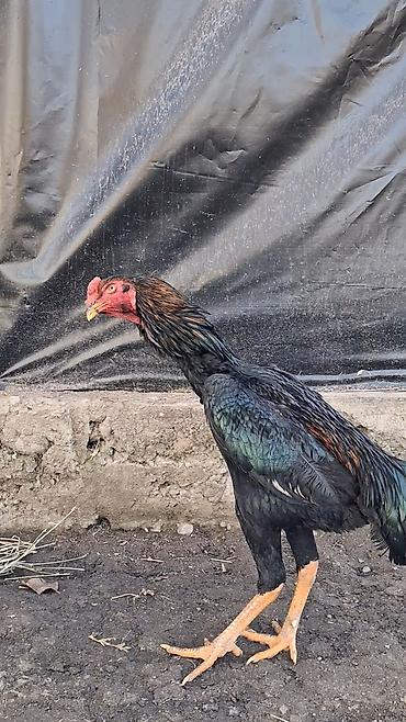 Куры, петухи: Продаю | Петух | Бойцовая | Для разведения — 1