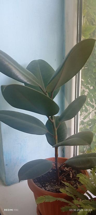 ярки: Фикус эластика (Ficus elastica), сорт с крупными тёмно‑зелёными — 2