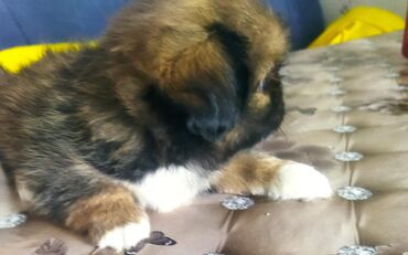 balaca itder: Pekines, 2 ay, Erkek, Ünvandan götürmə