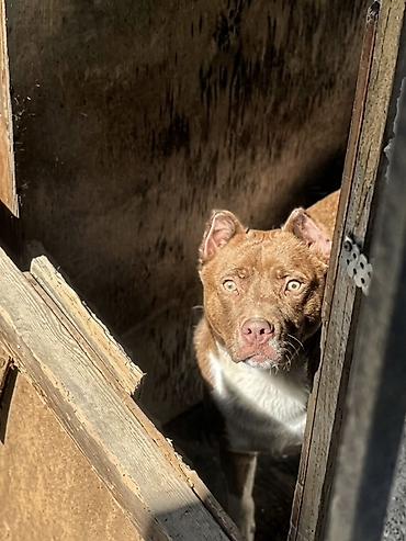 gencede it satisi: Pitbul, 1 il, Erkək, Peyvəndli, Ünvandan götürmə — 2