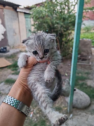 Животные: Котята, примерно 3–4. Первое фото 500. Остальные по 200 сом. Забрать — 2