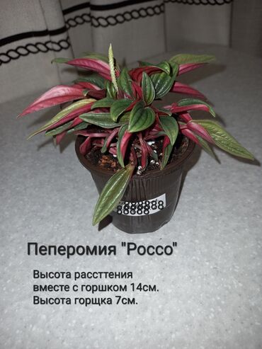 малина замороженные: Пеперомия “Россо” - Компактное декоративнолистное растение с