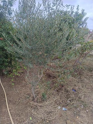 ad gunu gulləri: Zeytun ağacı – bağ və təsərrüfat üçün - Növ: Zeytun (Olea europaea) — 3