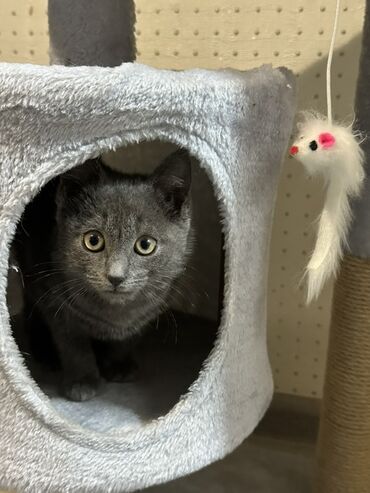 сиамский котенок: 2 айлык, Эркек, Лотокко барууга үйрөтүлгөн, Курттардан тазаланган