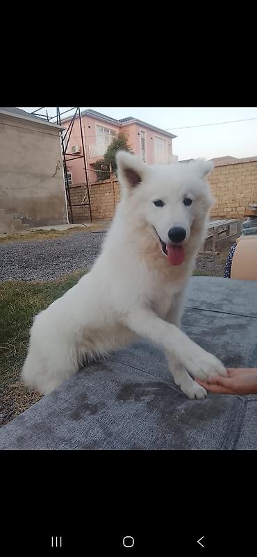 ev piwikleri: 8 ay, Dişi, Peyvəndli, Ünvandan götürmə — 2
