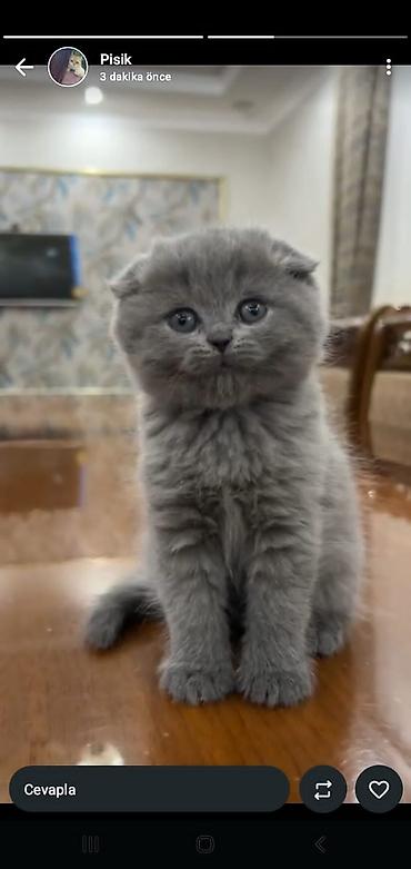 Pişiklər: Britan — 6