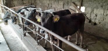 Коровы, быки: Продаю | Бык (самец) | Голштин, Швицкая | На откорм, Для разведения