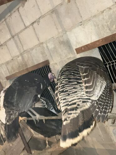 Индюки: Продаю | Индюк (самец) | Для разведения | Племенные — 10